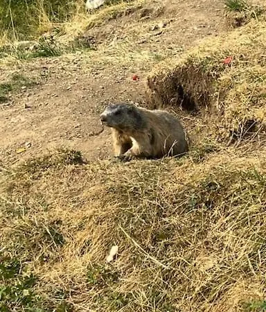 Spacieux Et Authentique 12 Personnes Allos
